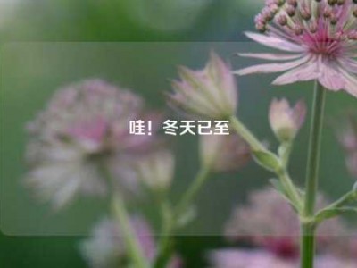 哇!冬天已至