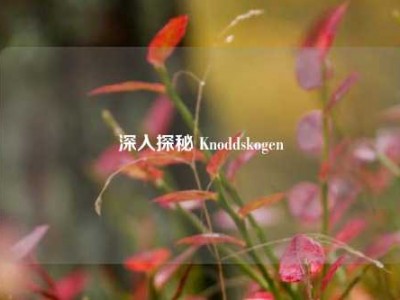 深入探秘 Knoddskogen