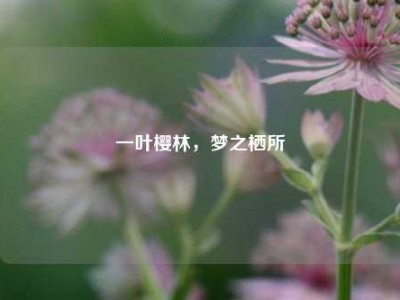 一叶樱林，梦之栖所