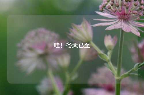 哇!冬天已至